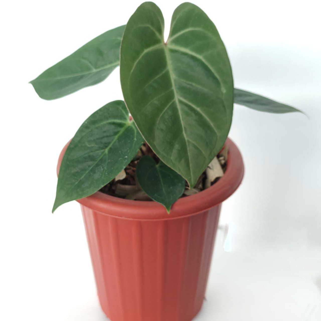 Anthurium Dressleri X Magnificum - Indonesian Rare Plants