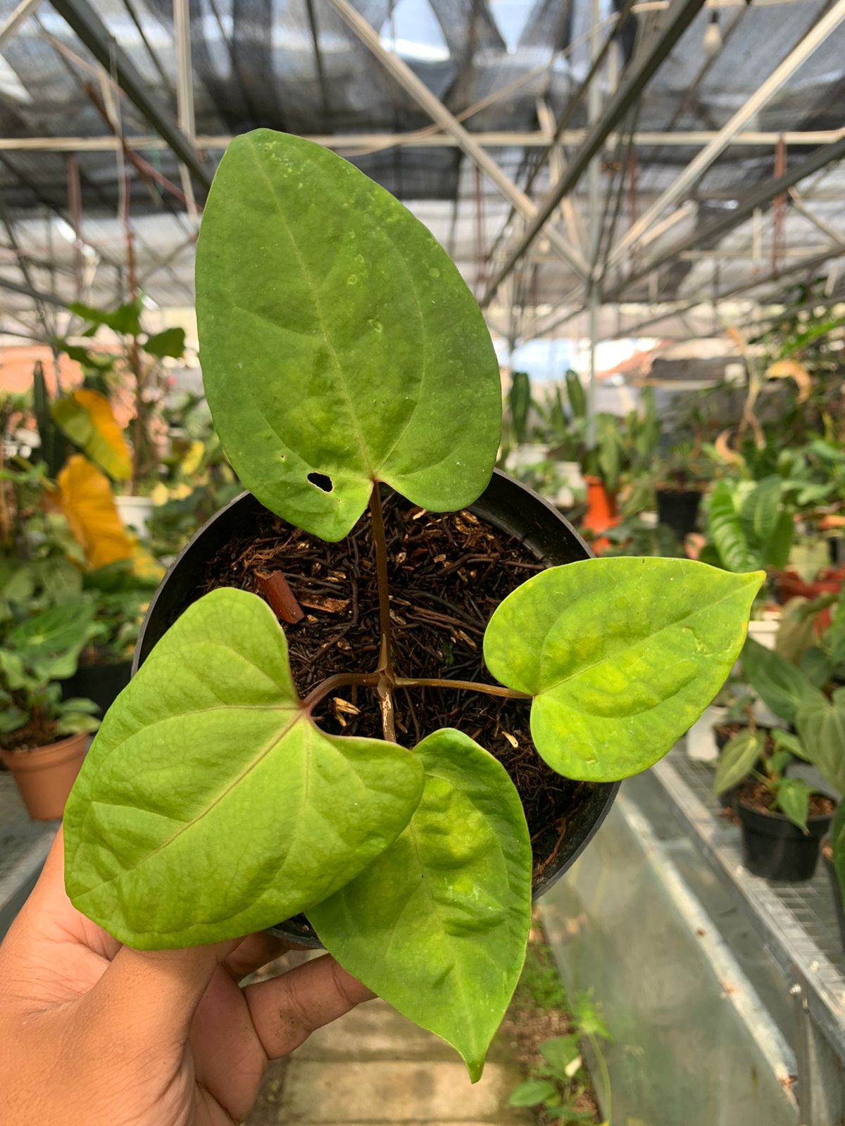 Anthurium Falcatum Hybrid — rare Indonesian plant