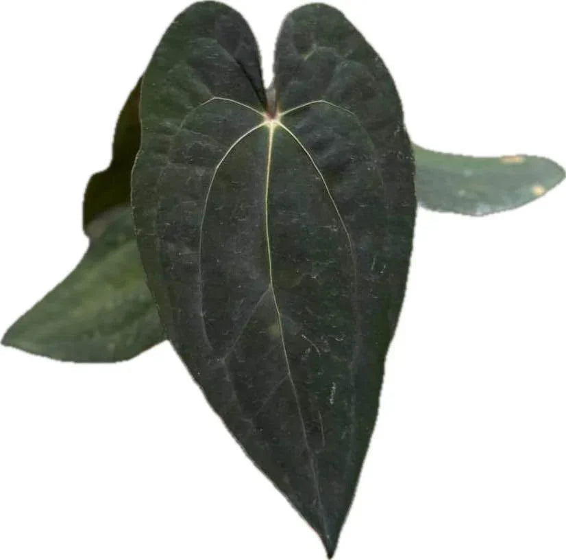 Anthurium Besseae aff x Red Vein Dark Phoenix (RVDP)