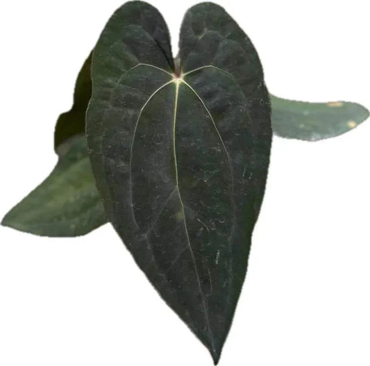 Anthurium Besseae aff x Red Vein Dark Phoenix (RVDP)
