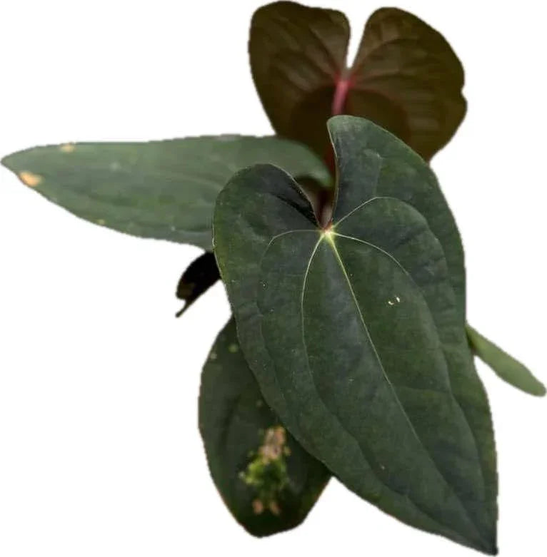 Anthurium Besseae aff x Red Vein Dark Phoenix (RVDP)