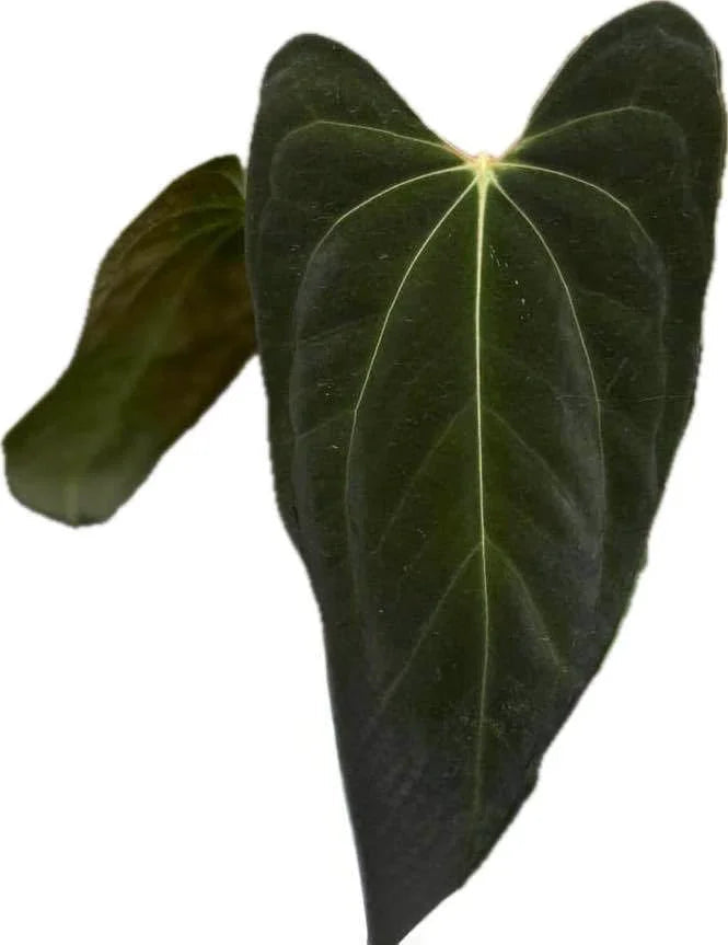 Anthurium Besseae aff x Papil Fort Sherman