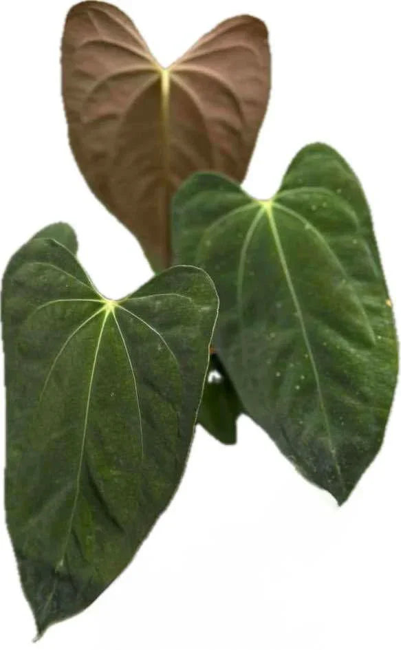 Anthurium Besseae aff x Papil Fort Sherman
