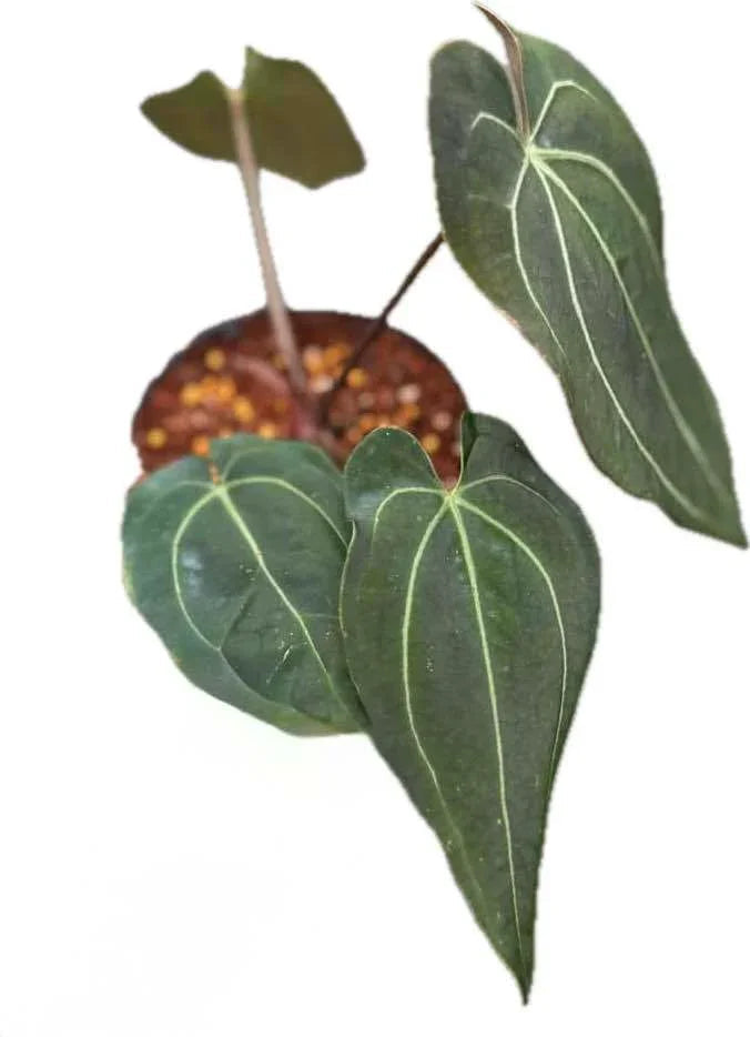 Anthurium Besseae aff x Papillilaminum