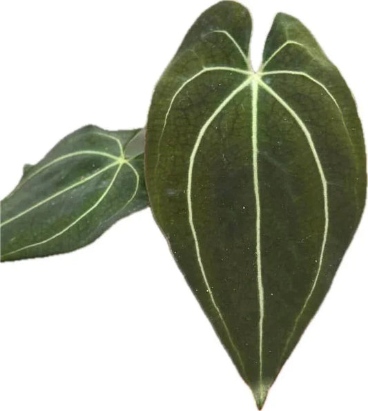 Anthurium Besseae aff x Papillilaminum