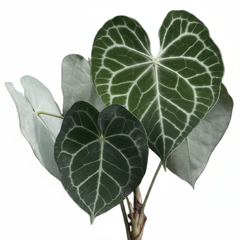 Anthurium clarinervium