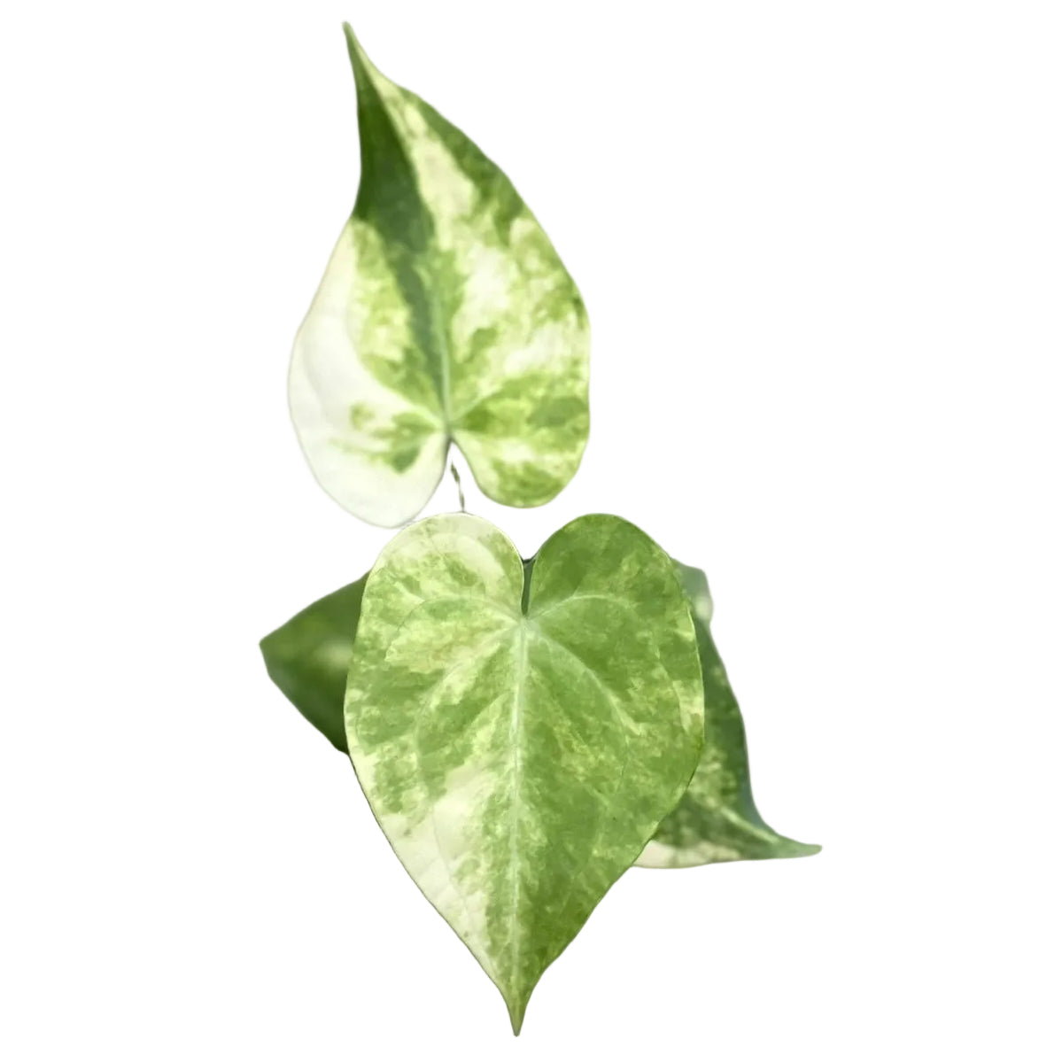Anthurium Clarinervium Hybrid Variegated