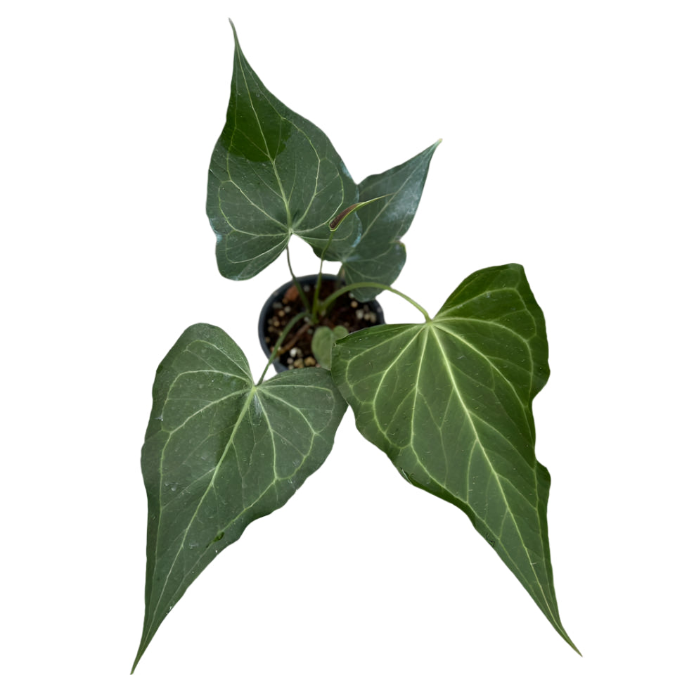 Anthurium Delta Force