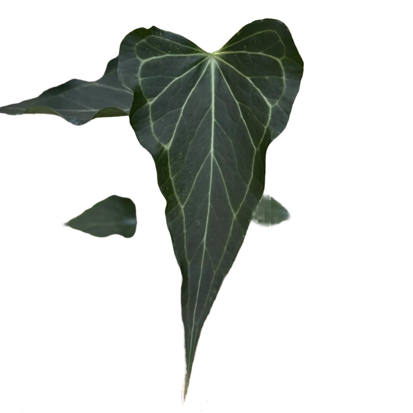 Anthurium Delta Force