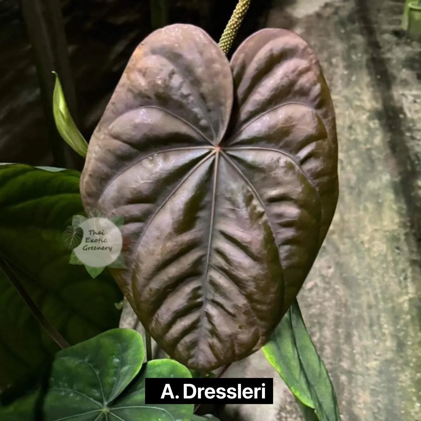 Anthurium dressleri x dressleri