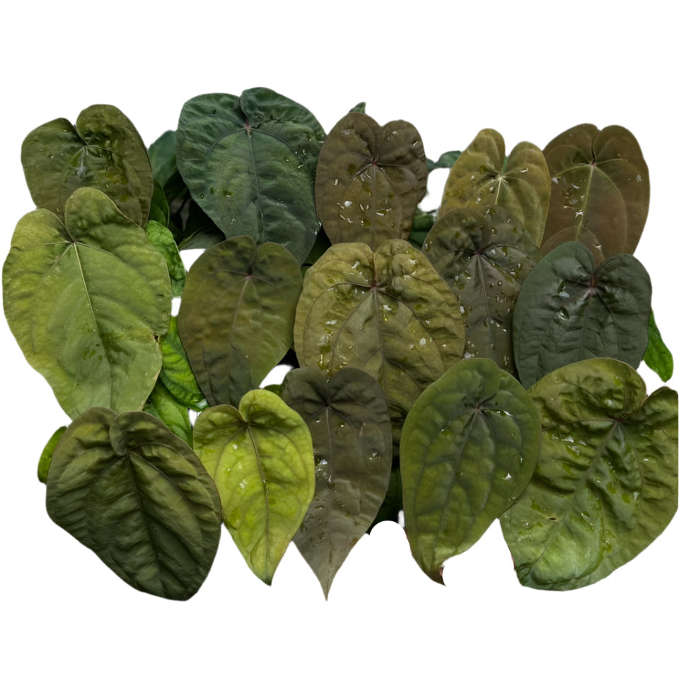 Anthurium Hybrid (Grower's choice)