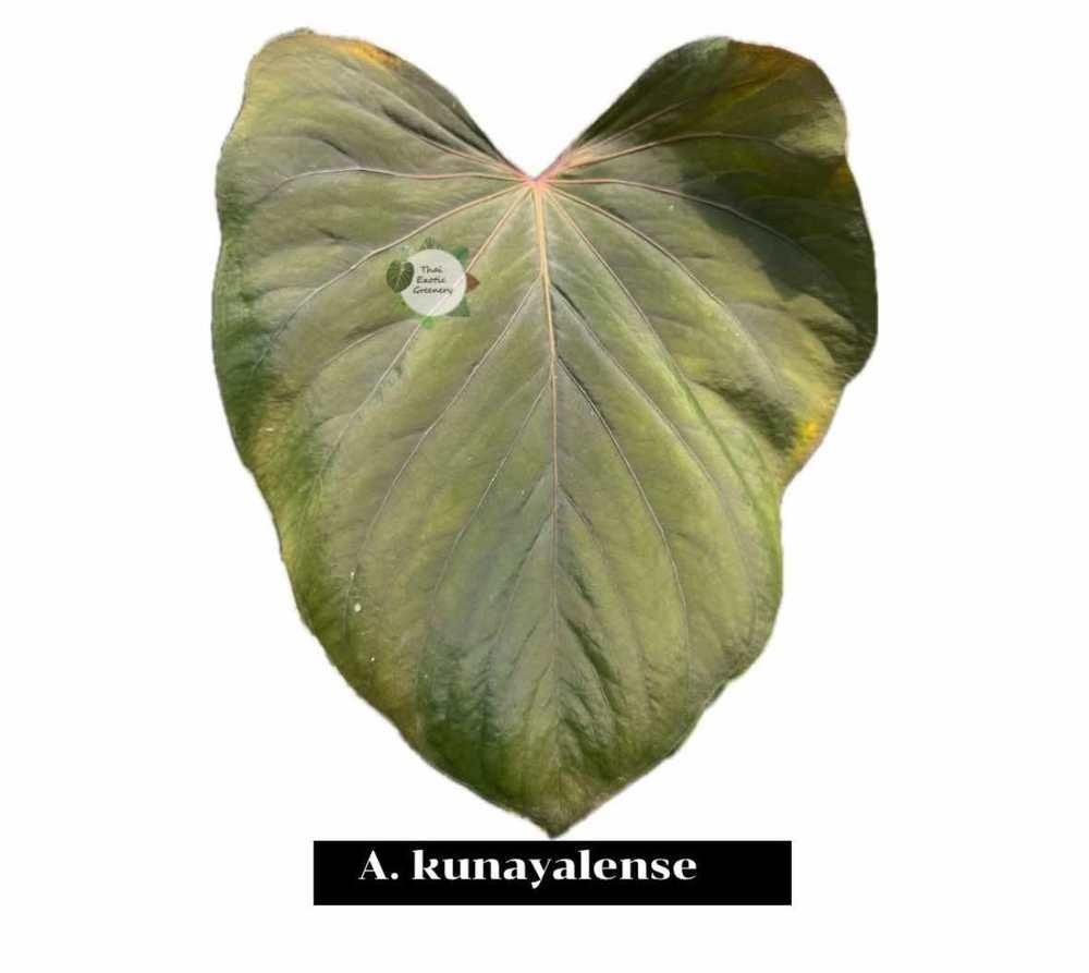 Anthurium kunayalense x Red Vein Dark Phoenix (RVDP)