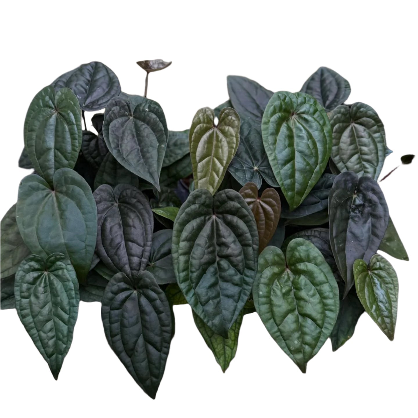 Anthurium Luxurians Hybrid (Grower's Choice) (1 pot)