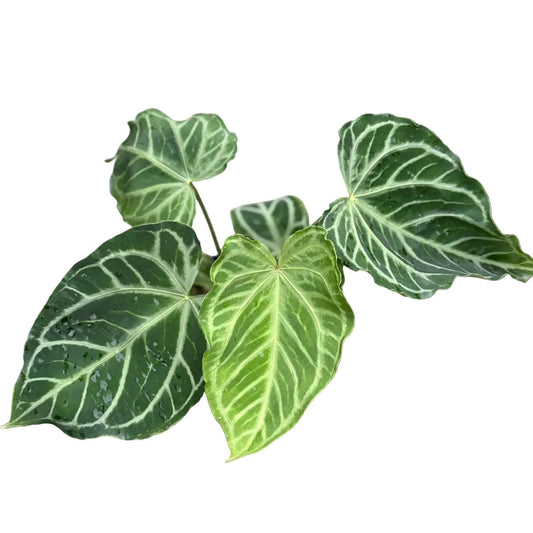 Anthurium magnificum hybrid