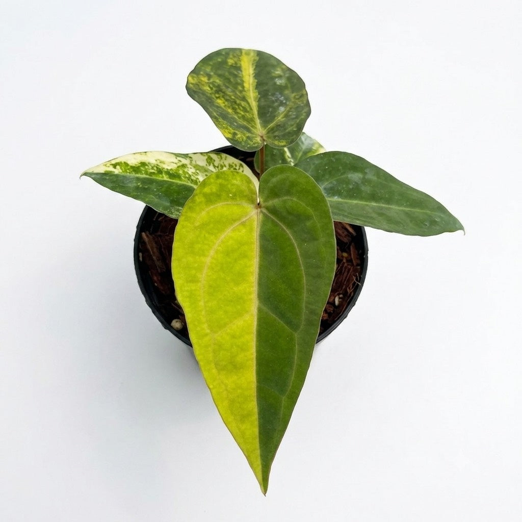 Anthurium Magnificum var. x Red Dark Phoenix