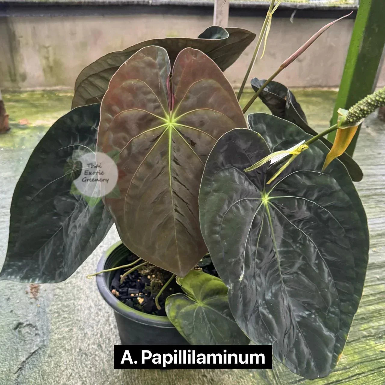 Anthurium Besseae aff x Papillilaminum