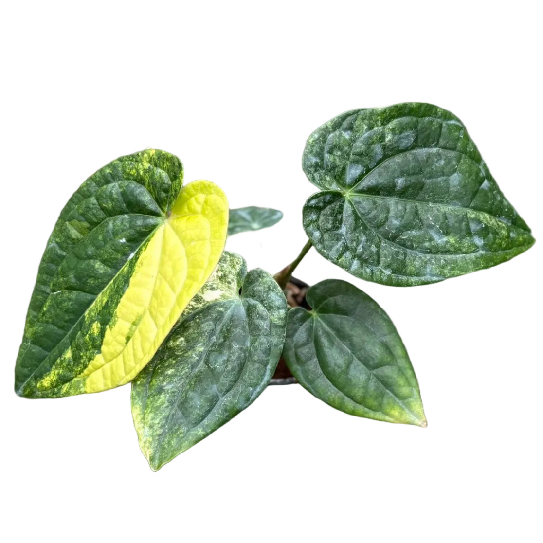 Anthurium Papillilaminum var. x Luxurians