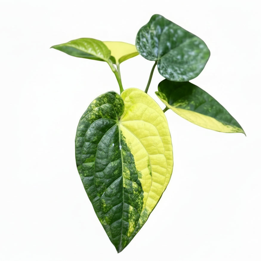 Anthurium Papillilaminum var. x Luxurians