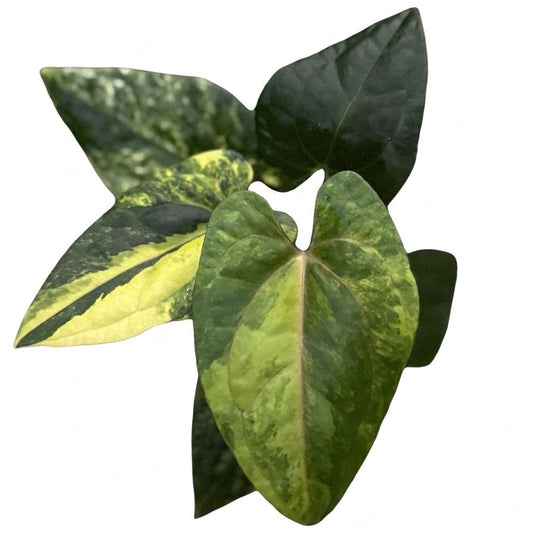 Anthurium Papillilaminum variegated x Red Dark Phoenix