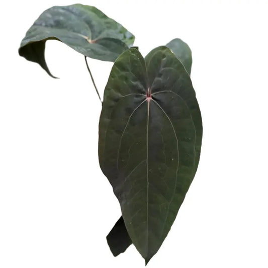 Anthurium Papillilaminum x Red Vein Dark Phoenix (RVDP)