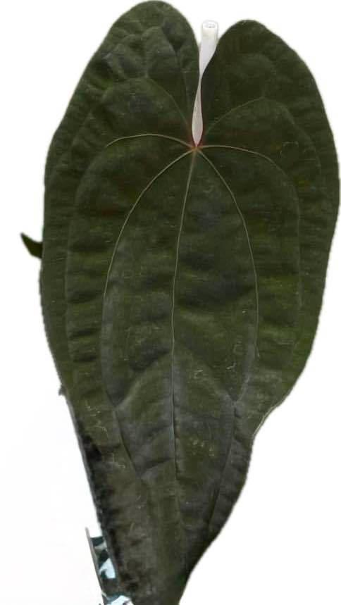 Anthurium Papillilaminum x Red Vein Dark Phoenix (RVDP)