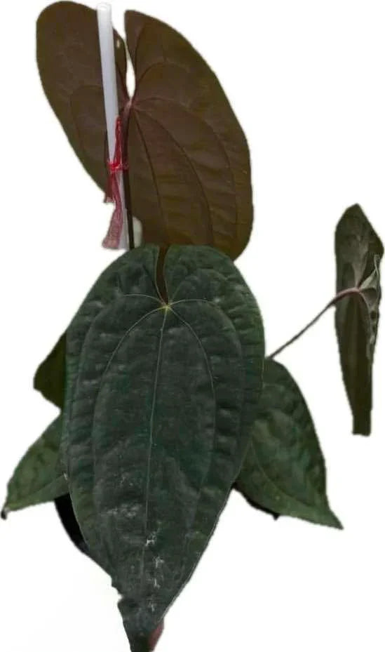 Anthurium Papillilaminum x Red Vein Dark Phoenix (RVDP)