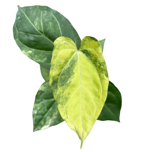 Anthurium Queen Crystallinum Aurea Hybrid