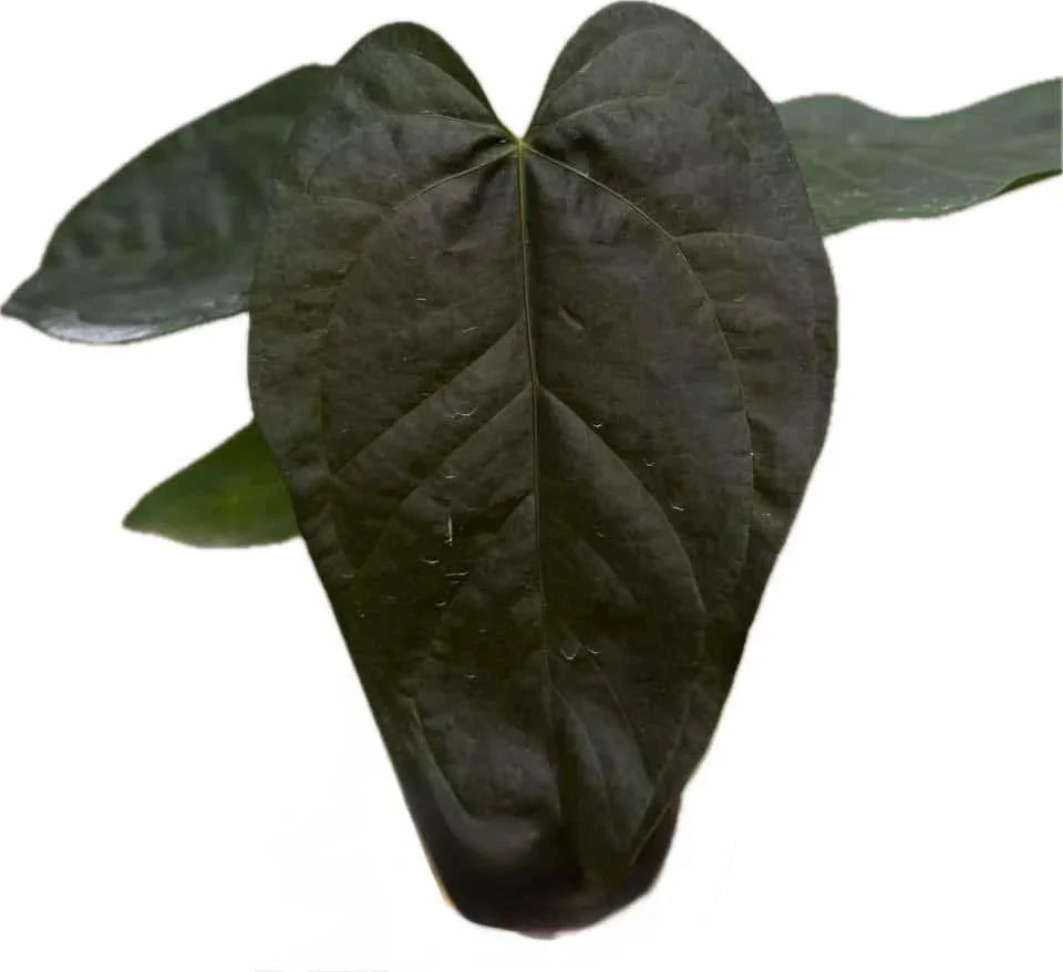 Anthurium Queen of Heart (QOH)