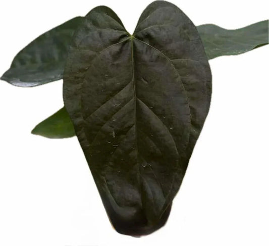 Anthurium Queen of Heart (QOH)