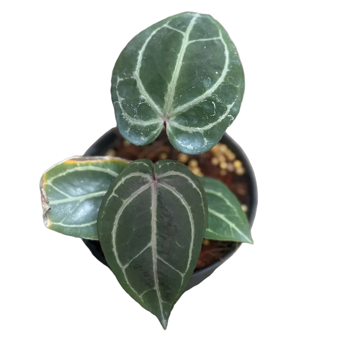 Anthurium Red Crystallinum x Red Crystallinum (RCxRC)