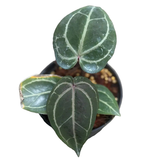 Anthurium Red Crystallinum x Red Crystallinum (RCxRC)