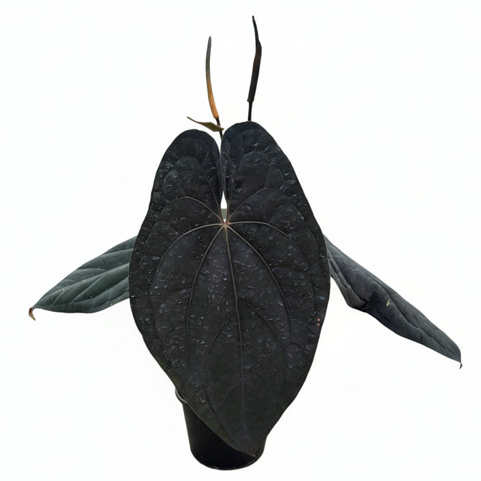 Anthurium Red Vein Dark Phoenix (RVDP Original Clone)