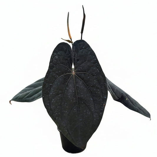 Anthurium Red Vein Dark Phoenix (RVDP Original Clone)