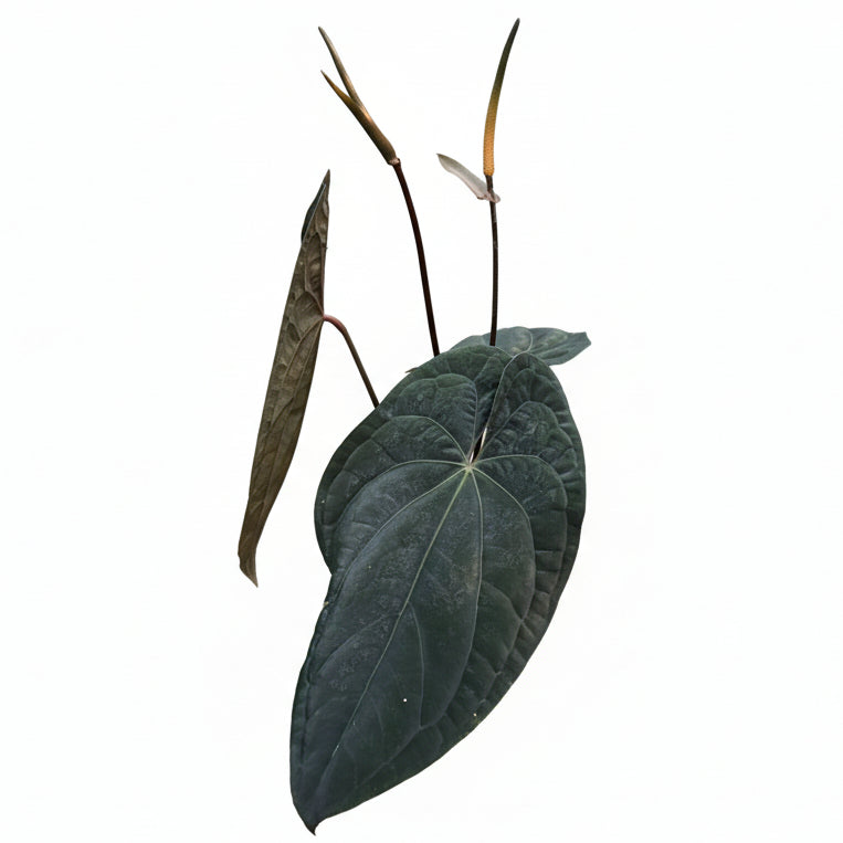 Anthurium Red Vein Dark Phoenix (RVDP Original Clone)