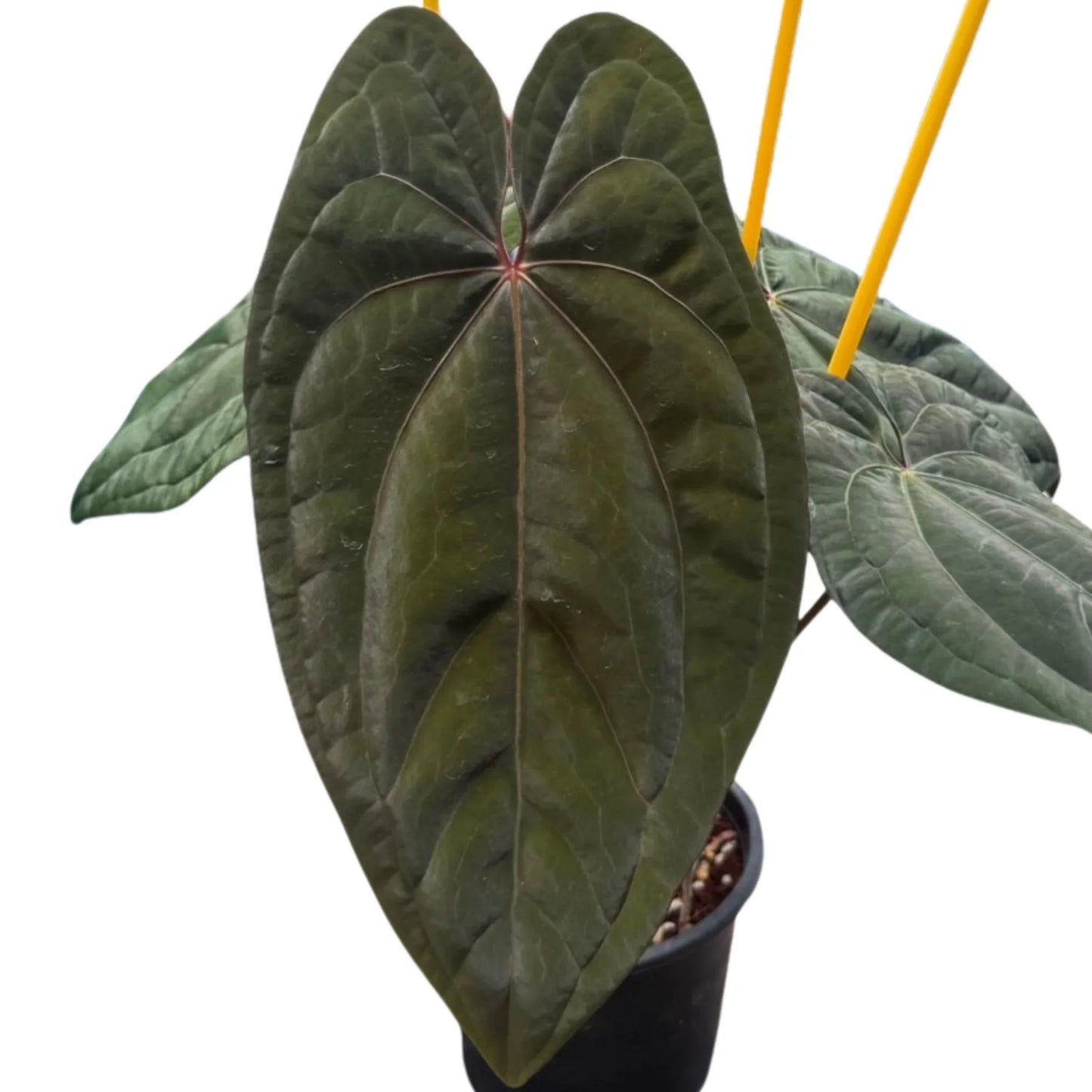 Anthurium Red Vein Dark Phoenix (RVDP Original Clone)