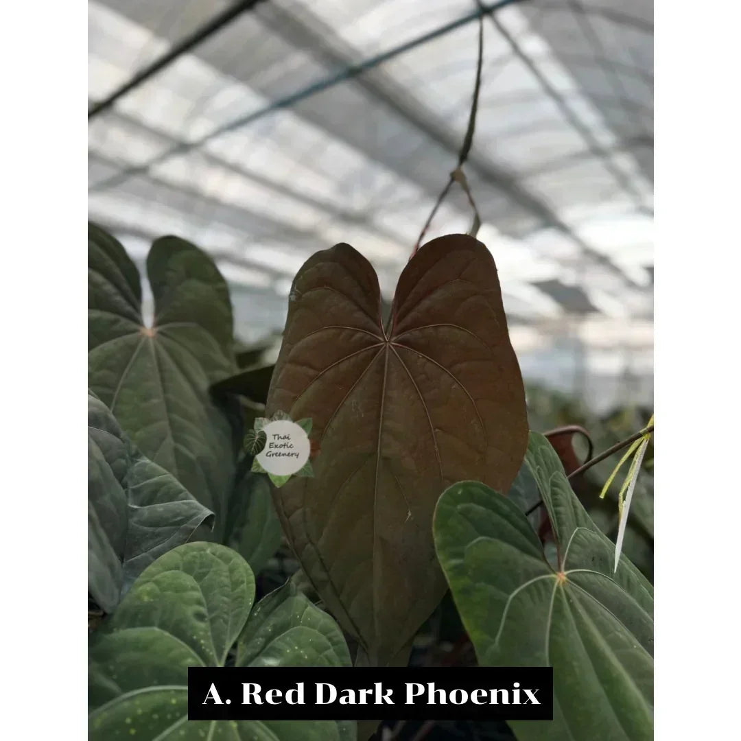 Anthurium dressleri x Red Vein Dark Phoenix (RVDP)