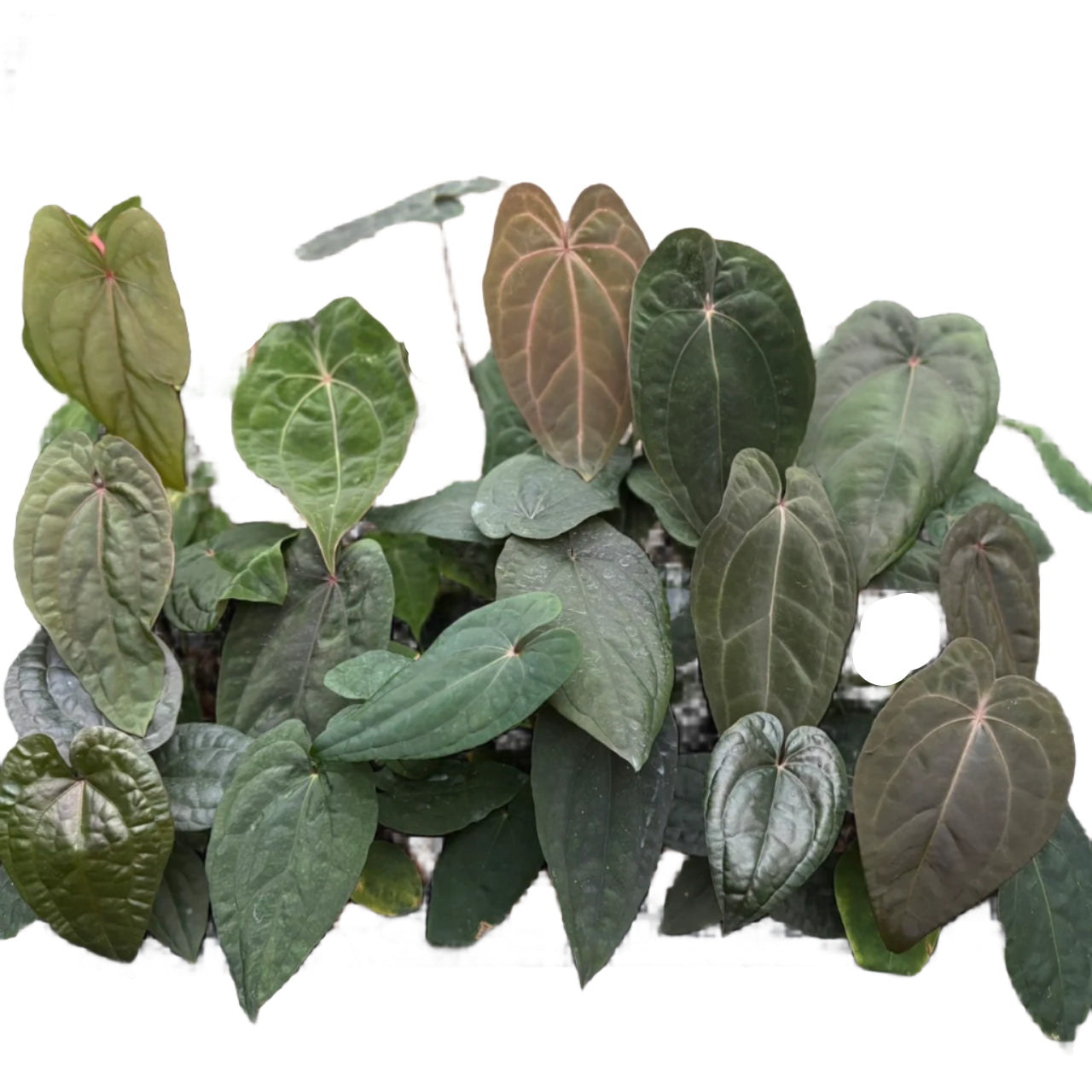 Anthurium Hybrid (Grower's choice)