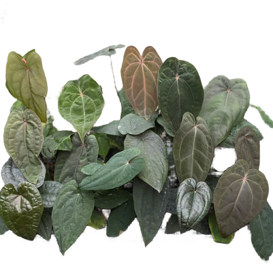 Anthurium Red Vein Dark Phoenix (RVDP) hybrid (Grower's Choice) (1 pot)