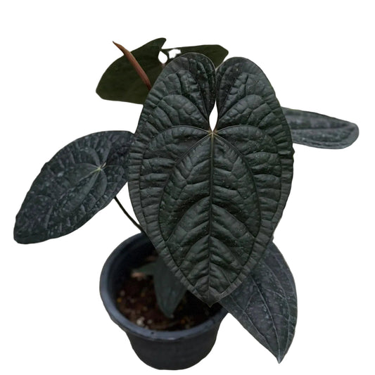 Anthurium Red Vein Dark Phoenix (RVDP) x Luxurians