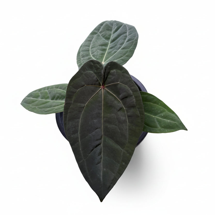 Anthurium (Zara x Michelle) x Red Vein Dark Phoenix (RVDP)