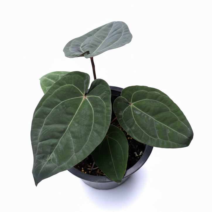 Anthurium (Zara x Michelle) x Red Vein Dark Phoenix (RVDP)