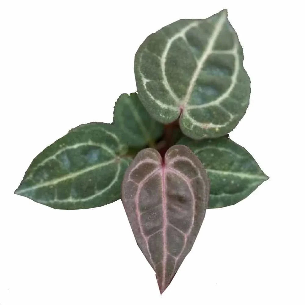Anthurium (Zara x Michelle) x (Zara x Michelle) (seedling)