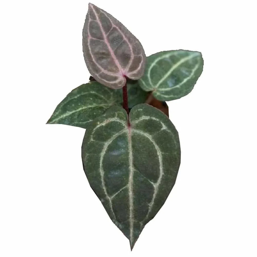 Anthurium (Zara x Michelle) x (Zara x Michelle) (seedling)