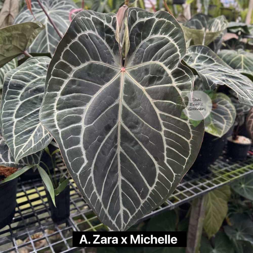 Anthurium (Zara x Michelle) x (Zara x Michelle) (seedling)