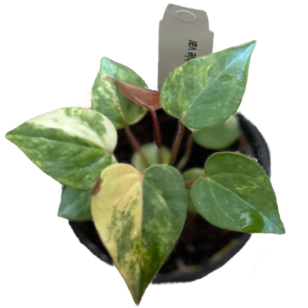 Anthurium andreanum hybrid variegated