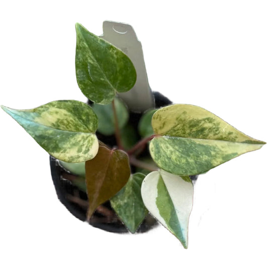 Anthurium andreanum hybrid variegated