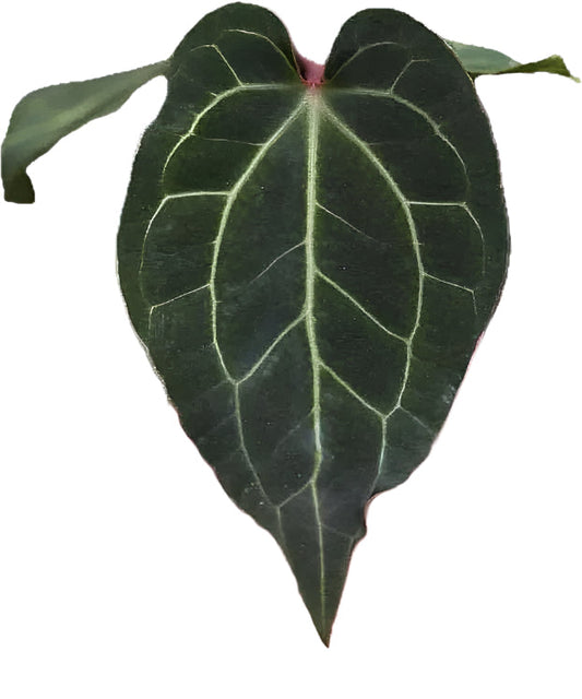 Anthurium Besseae aff x Besseae aff