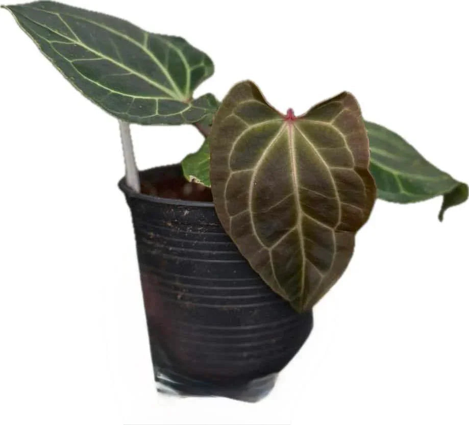 Anthurium Besseae aff x Besseae aff