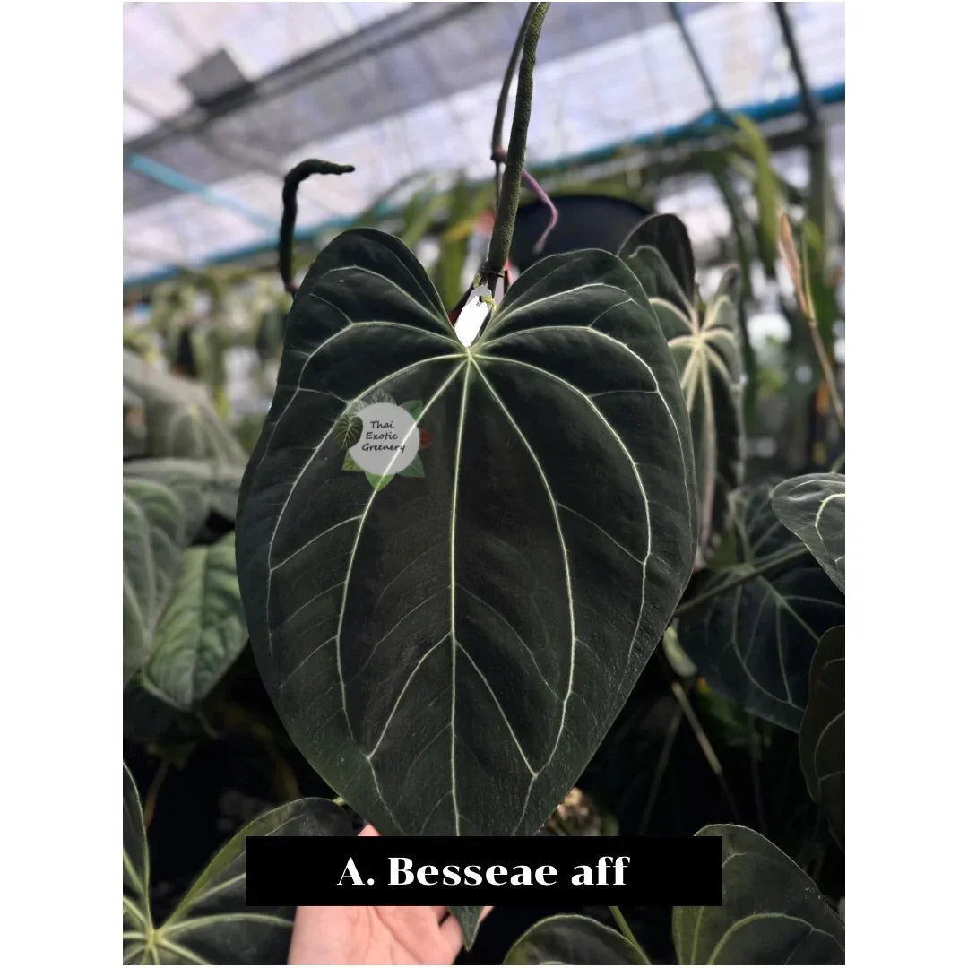 Anthurium Besseae aff x Besseae aff
