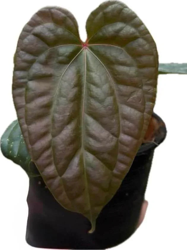 Anthurium Besseae aff x Luxurians